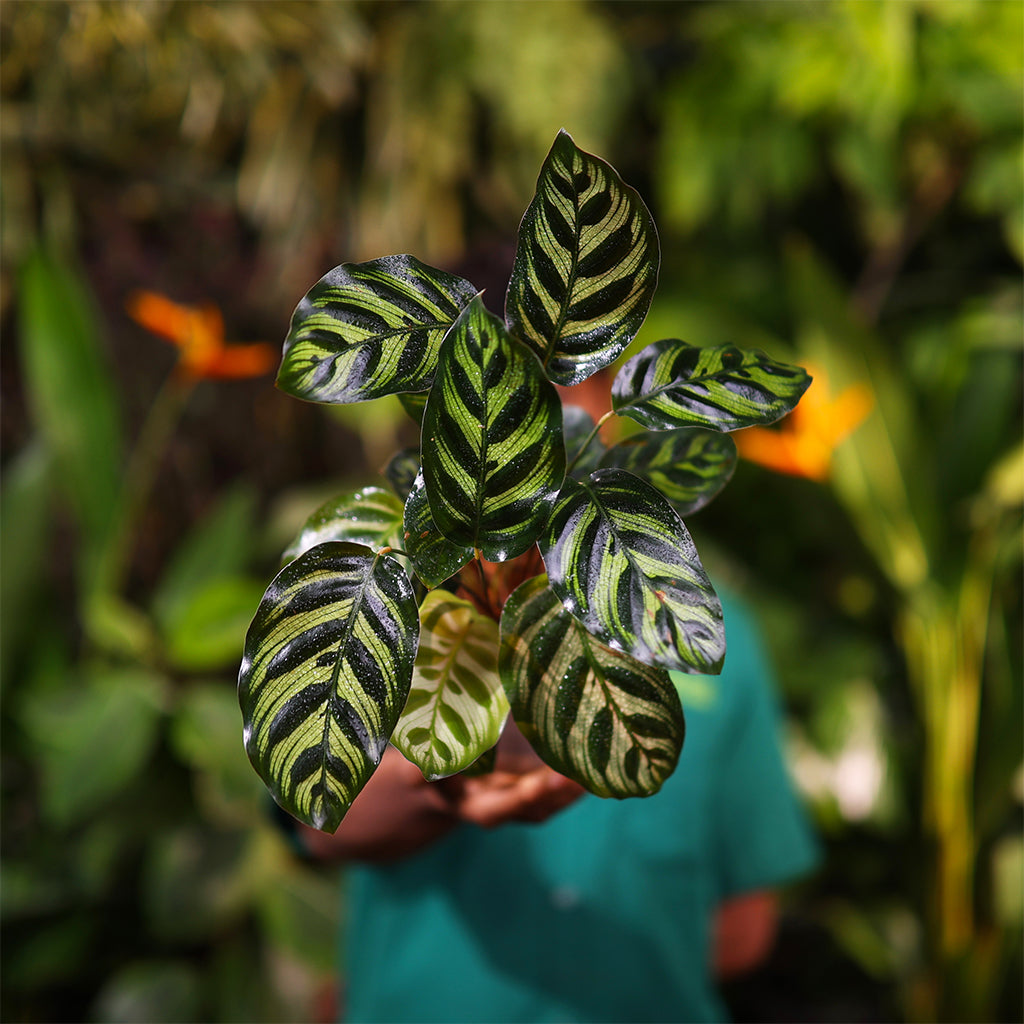 Calathea Makoyana