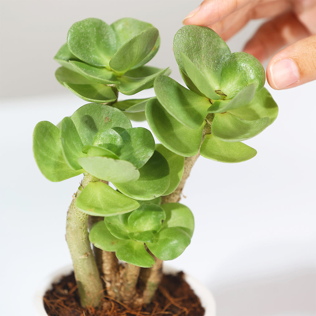 Portulaca Molokiniensis