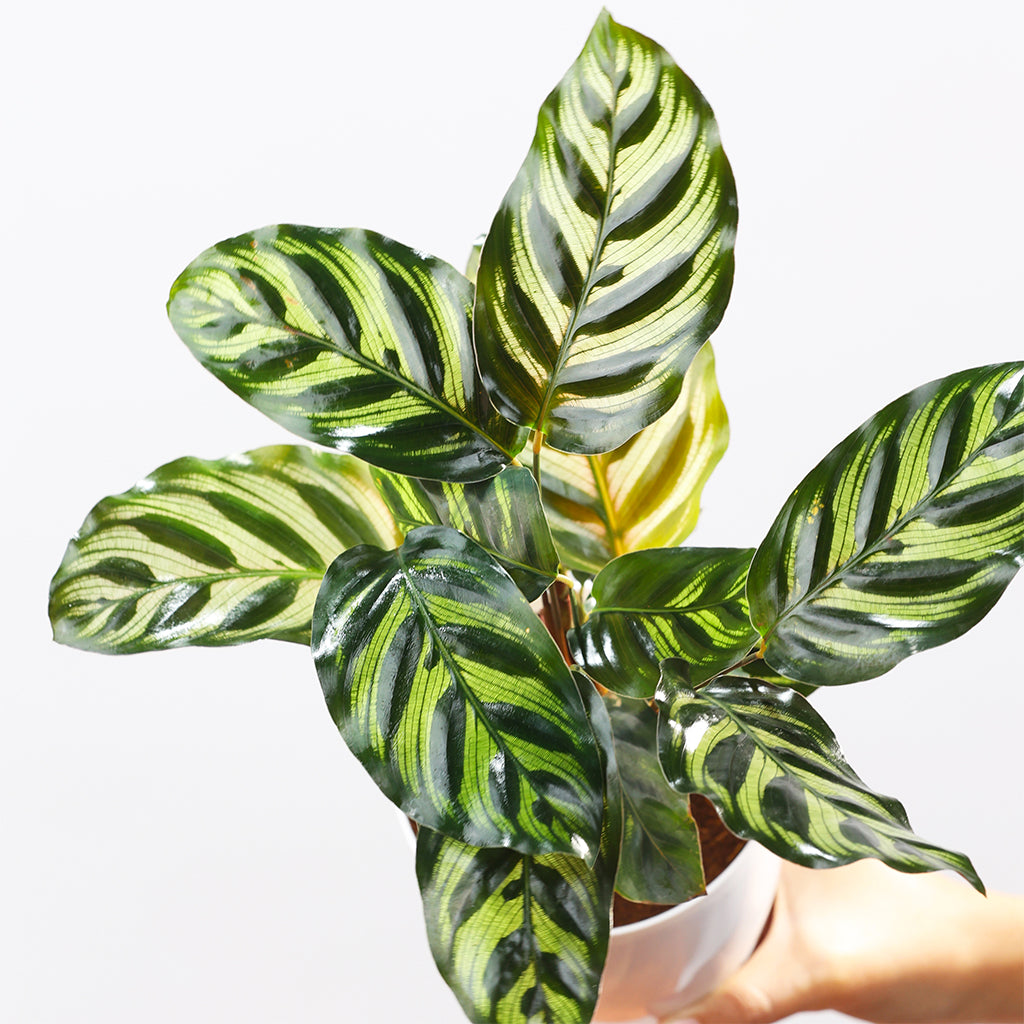 Calathea Makoyana