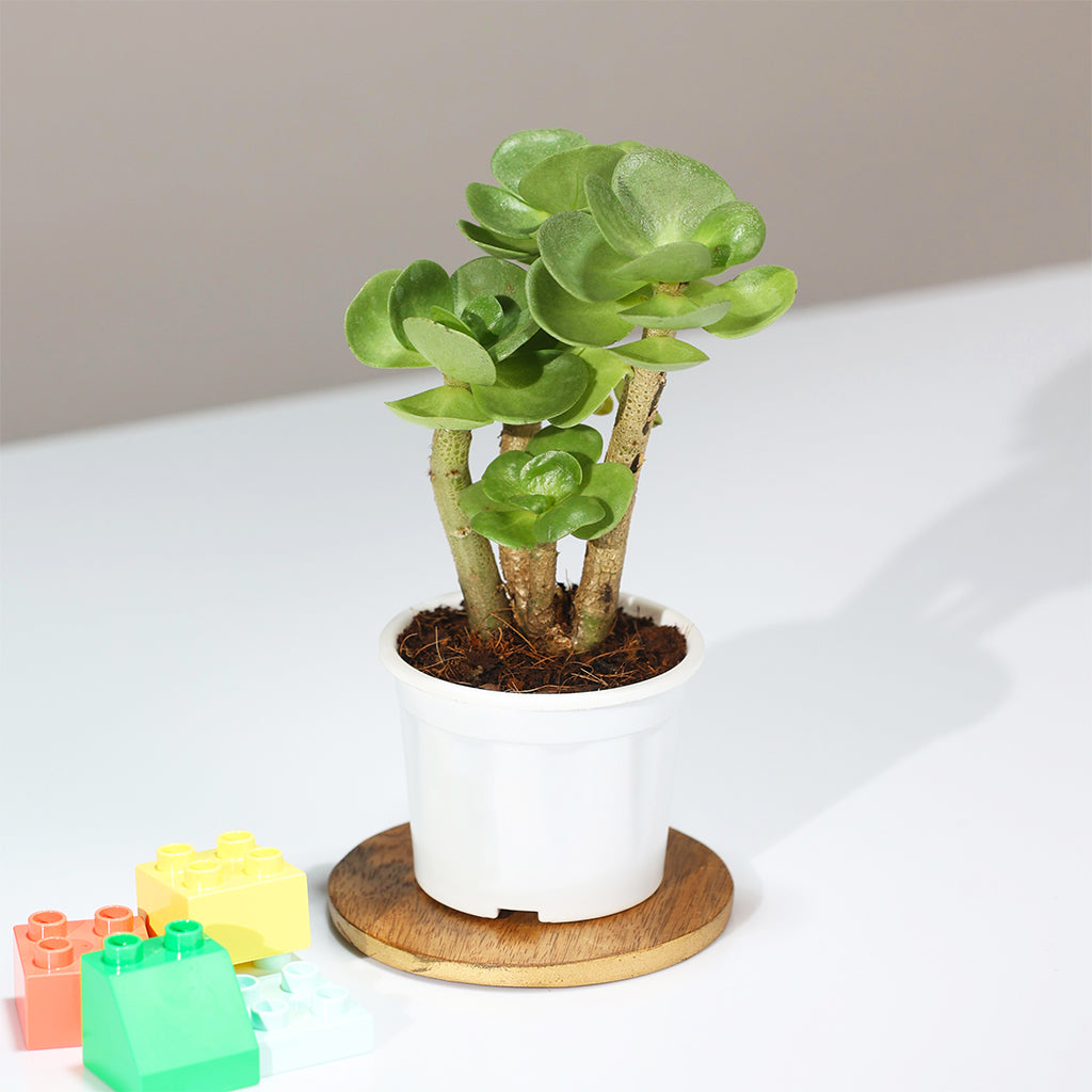 Portulaca Molokiniensis