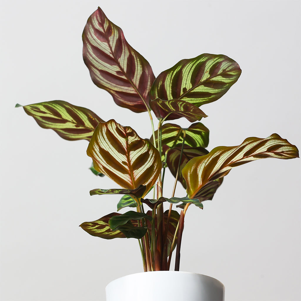 Calathea Makoyana
