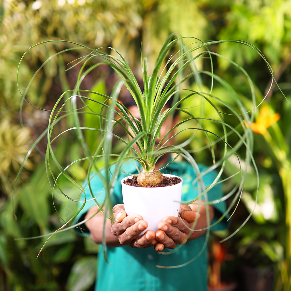 Ponytail Palm