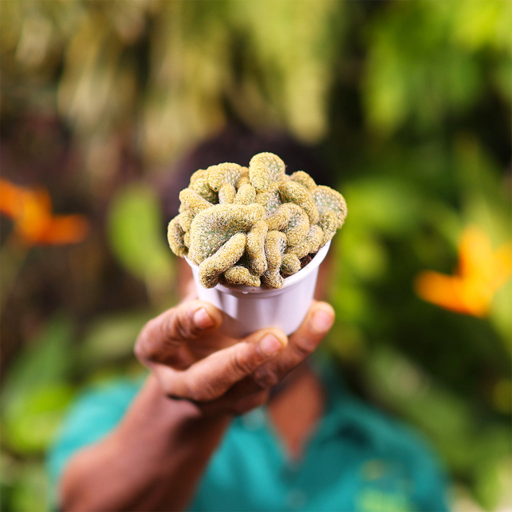Brain Cactus