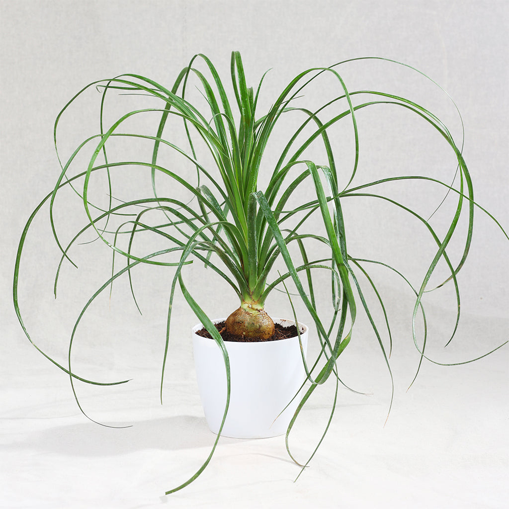 Ponytail Palm