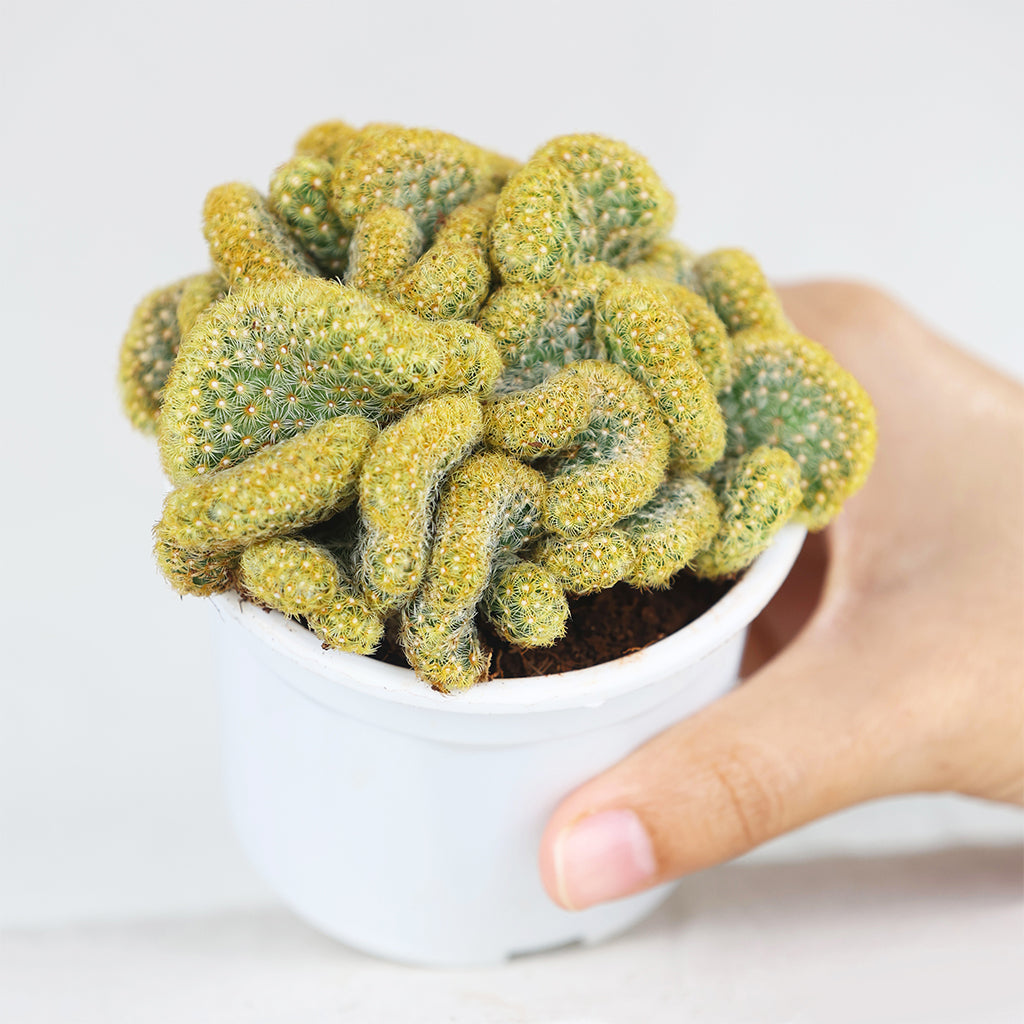Brain Cactus