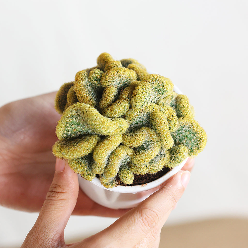 Brain Cactus