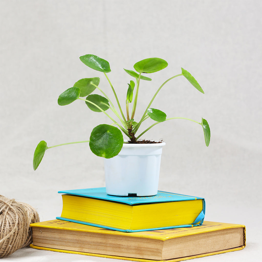 Pilea Peperomioides