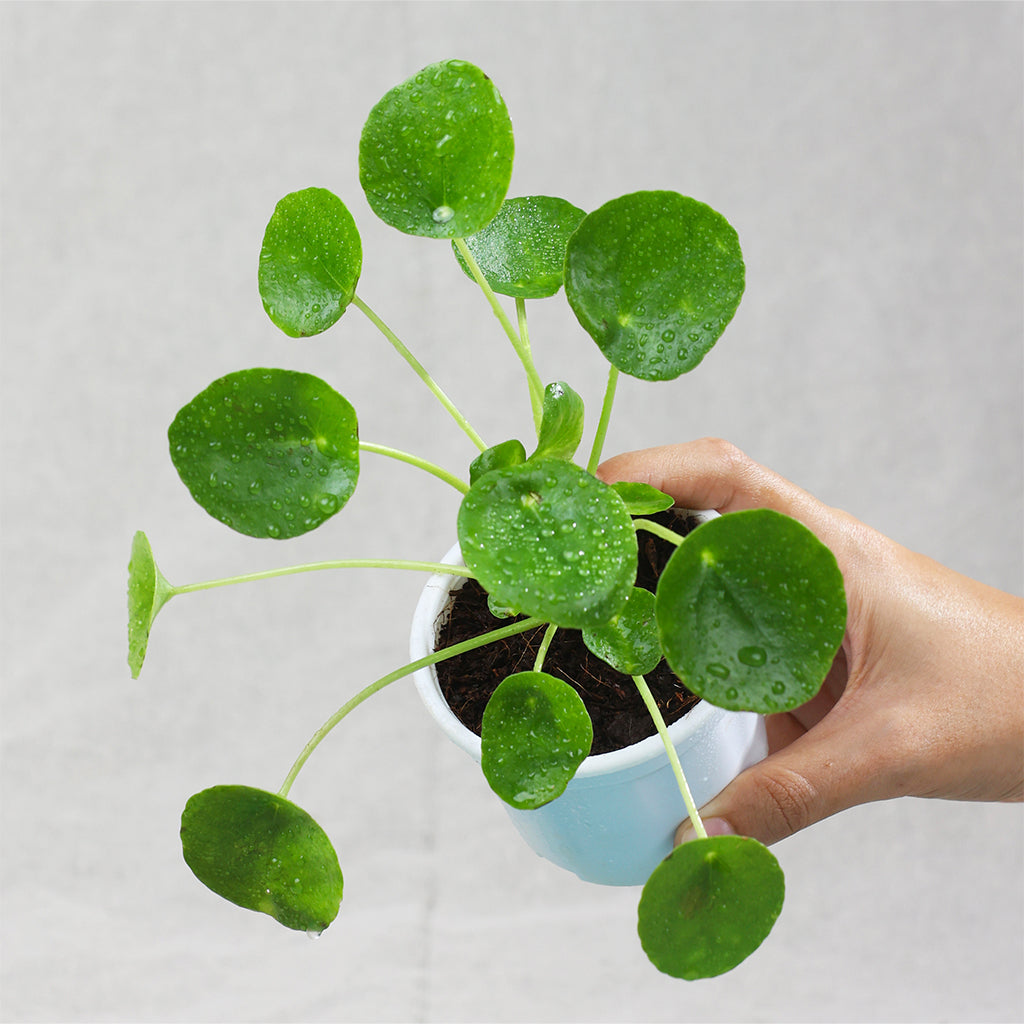 Pilea Peperomioides
