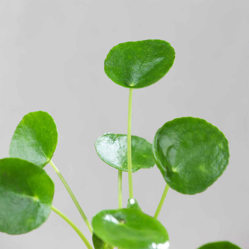 Pilea Peperomioides