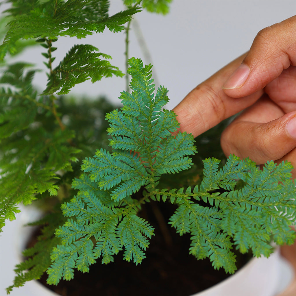 Blue fern