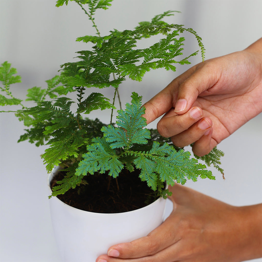 Blue fern