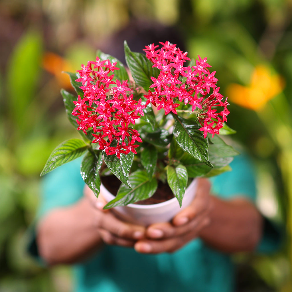 Pentas