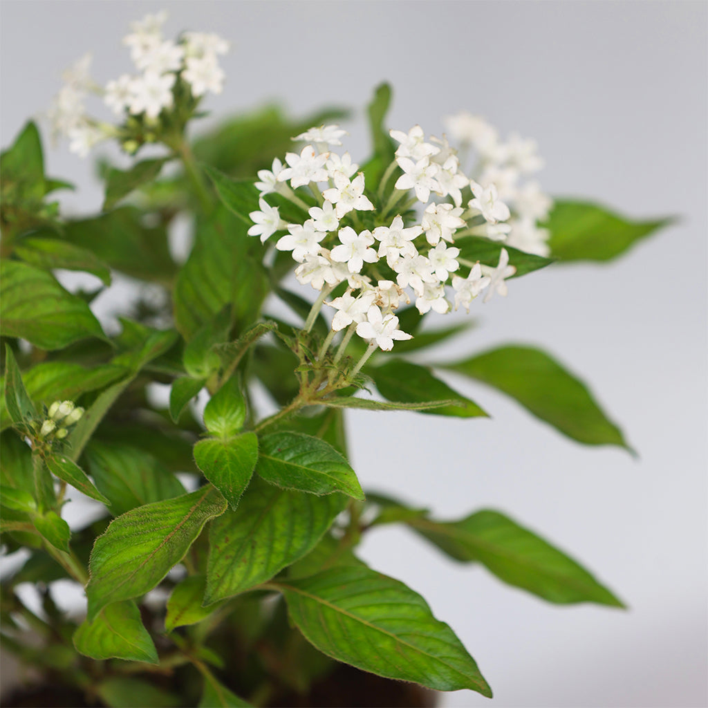 Pentas