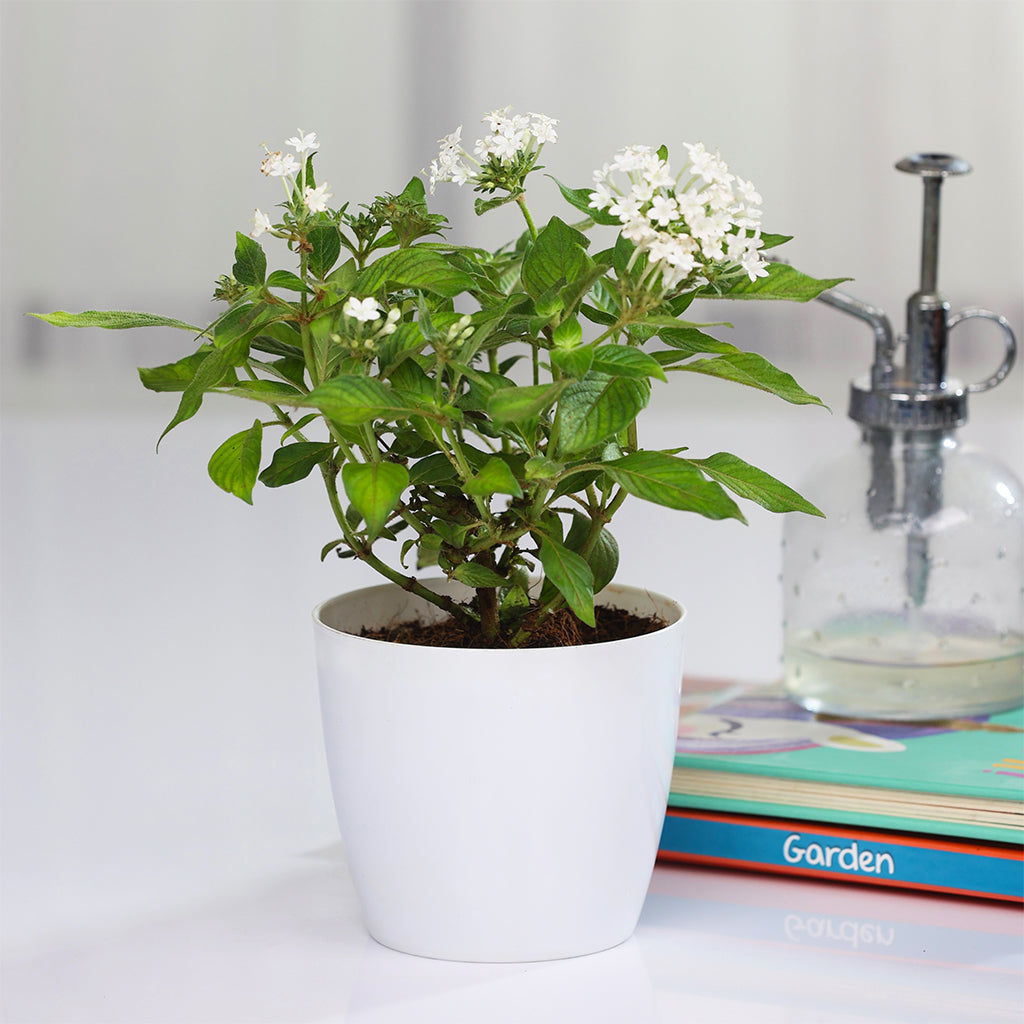 Pentas