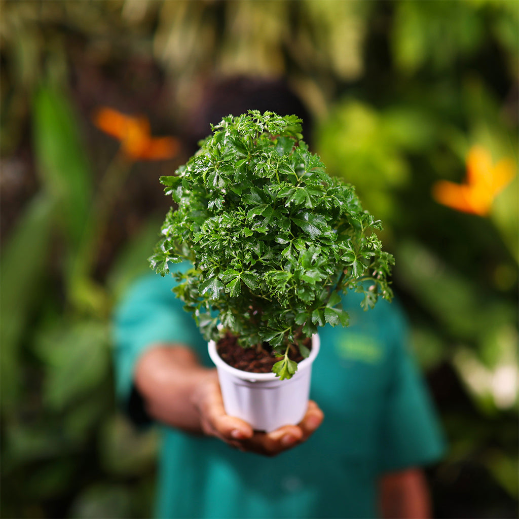 Aralia