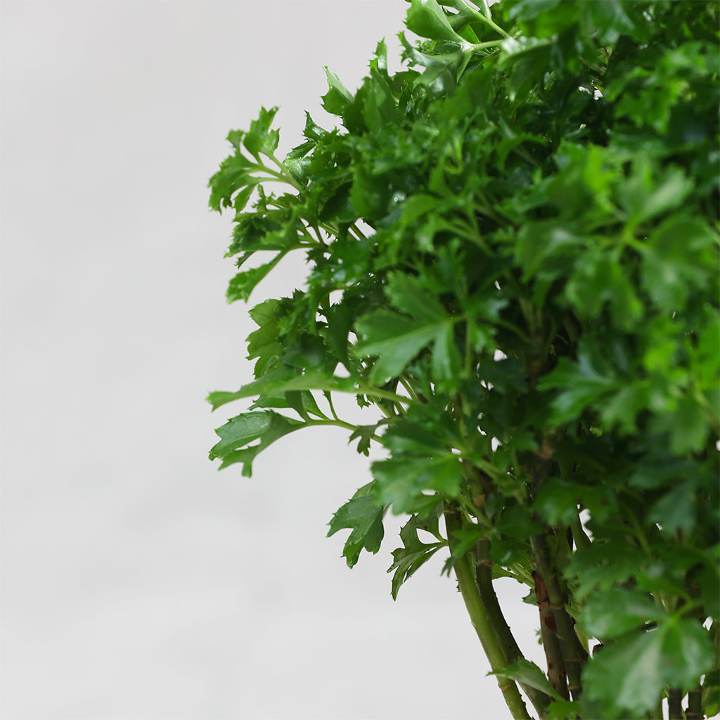 Aralia