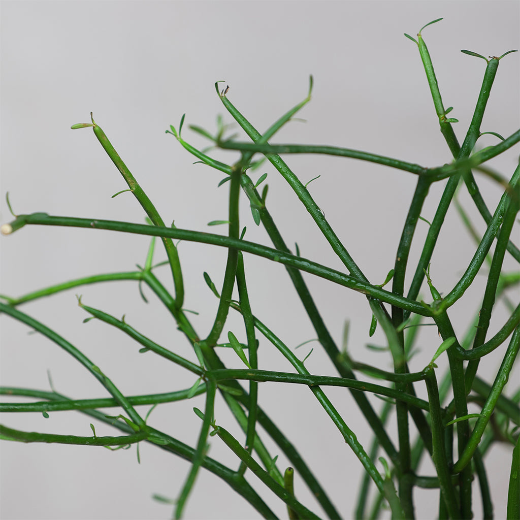 Pencil Euphorbia