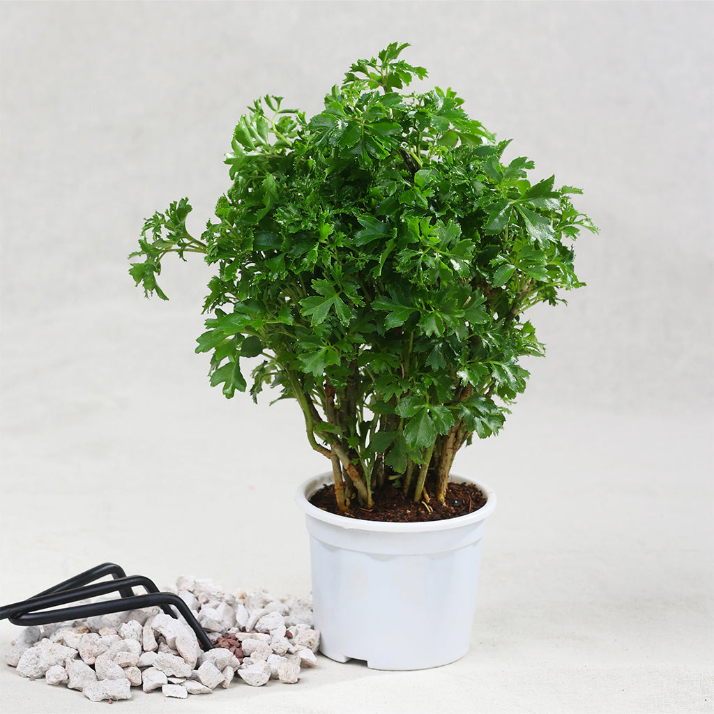 Aralia