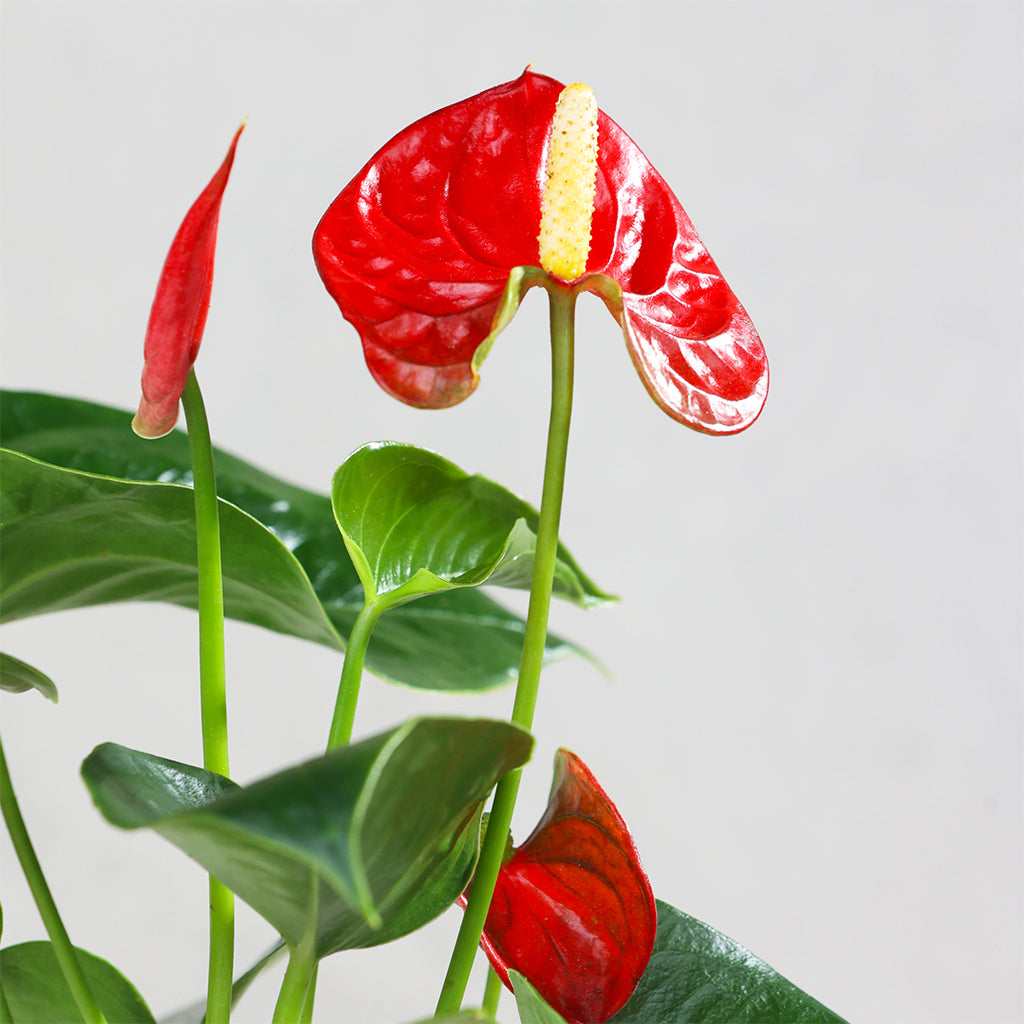 Anthurium Red