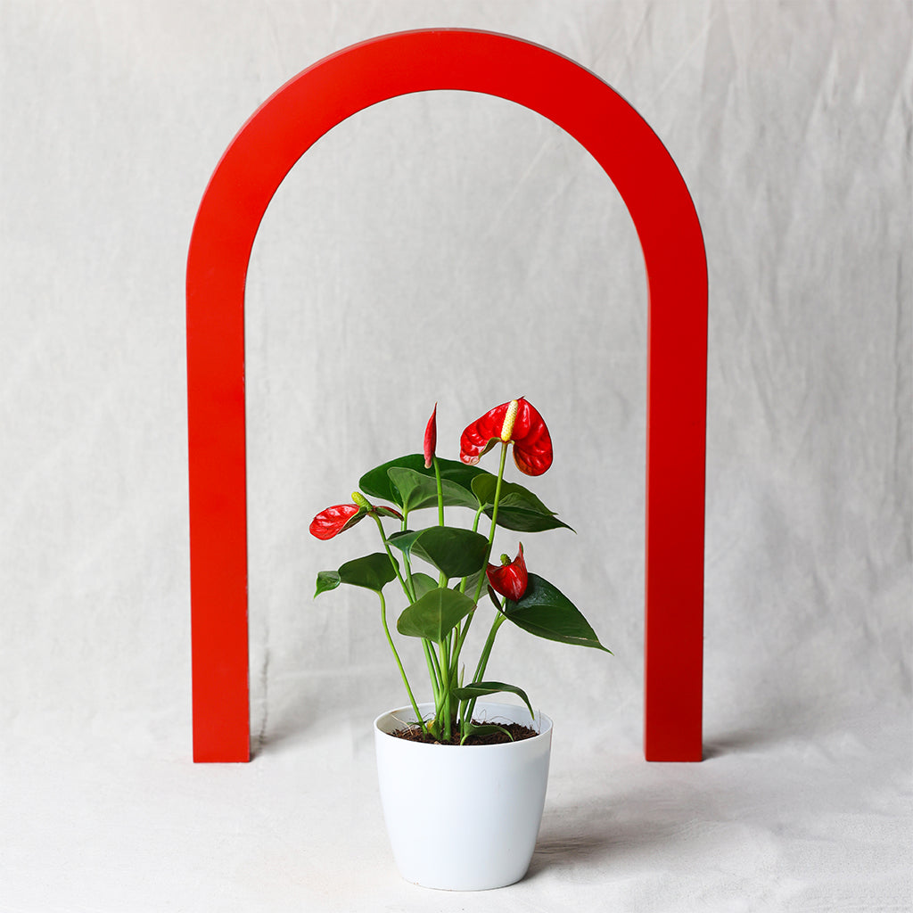 Anthurium Red