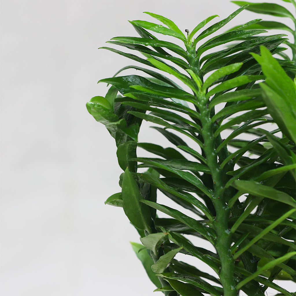 Pedilanthus Green