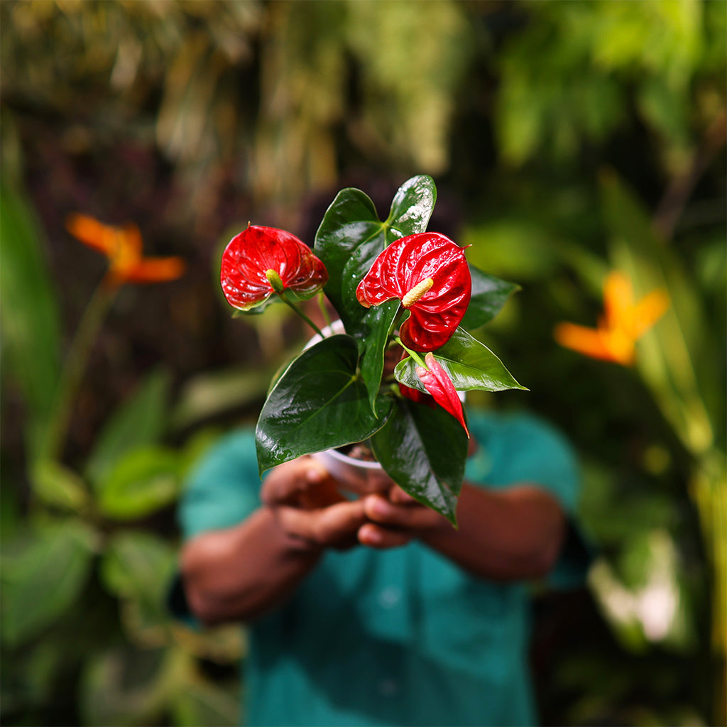 Anthurium Red