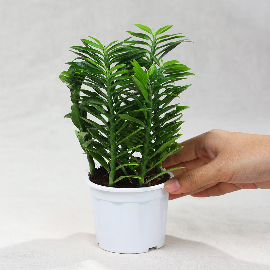 Pedilanthus Green