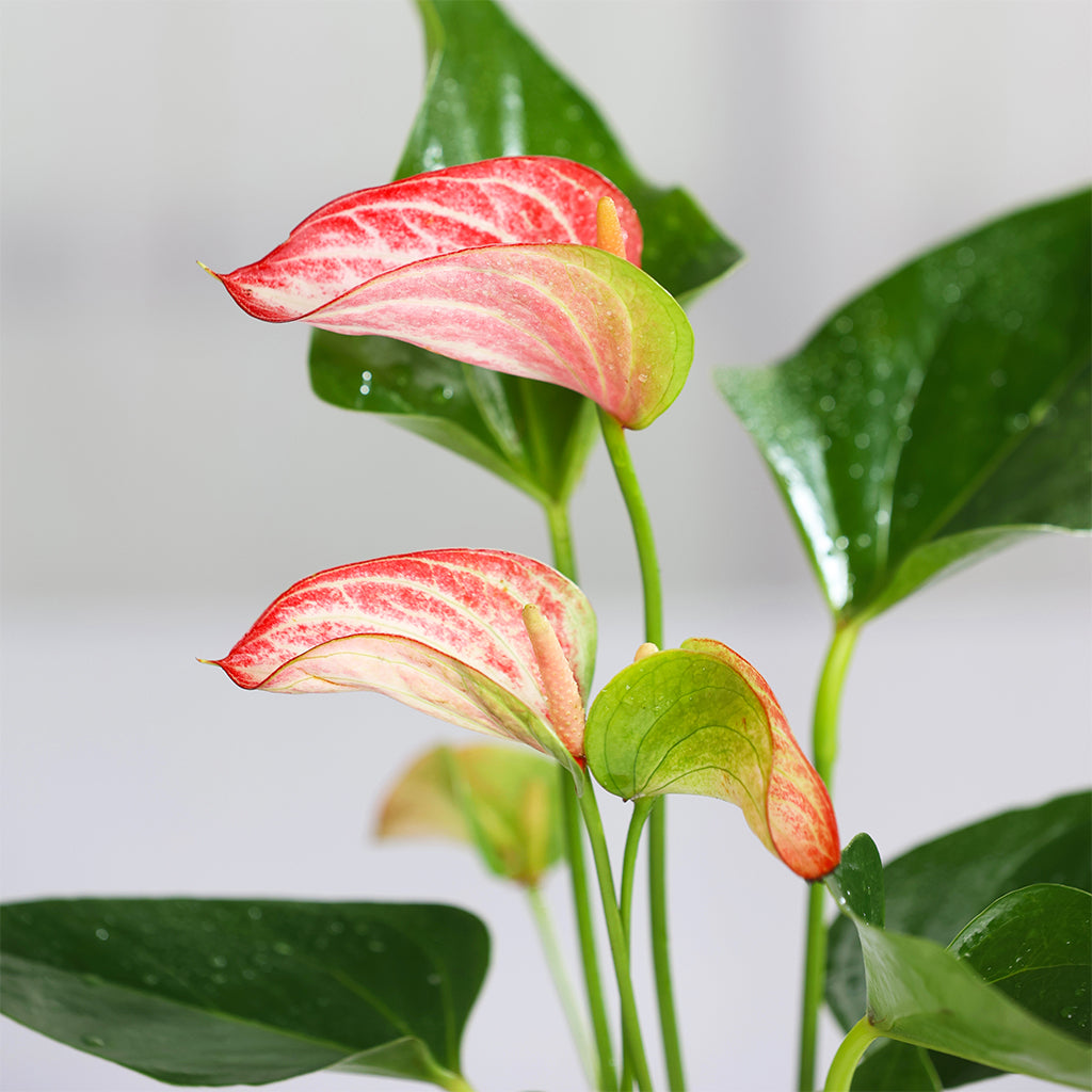Anthurium flamingo