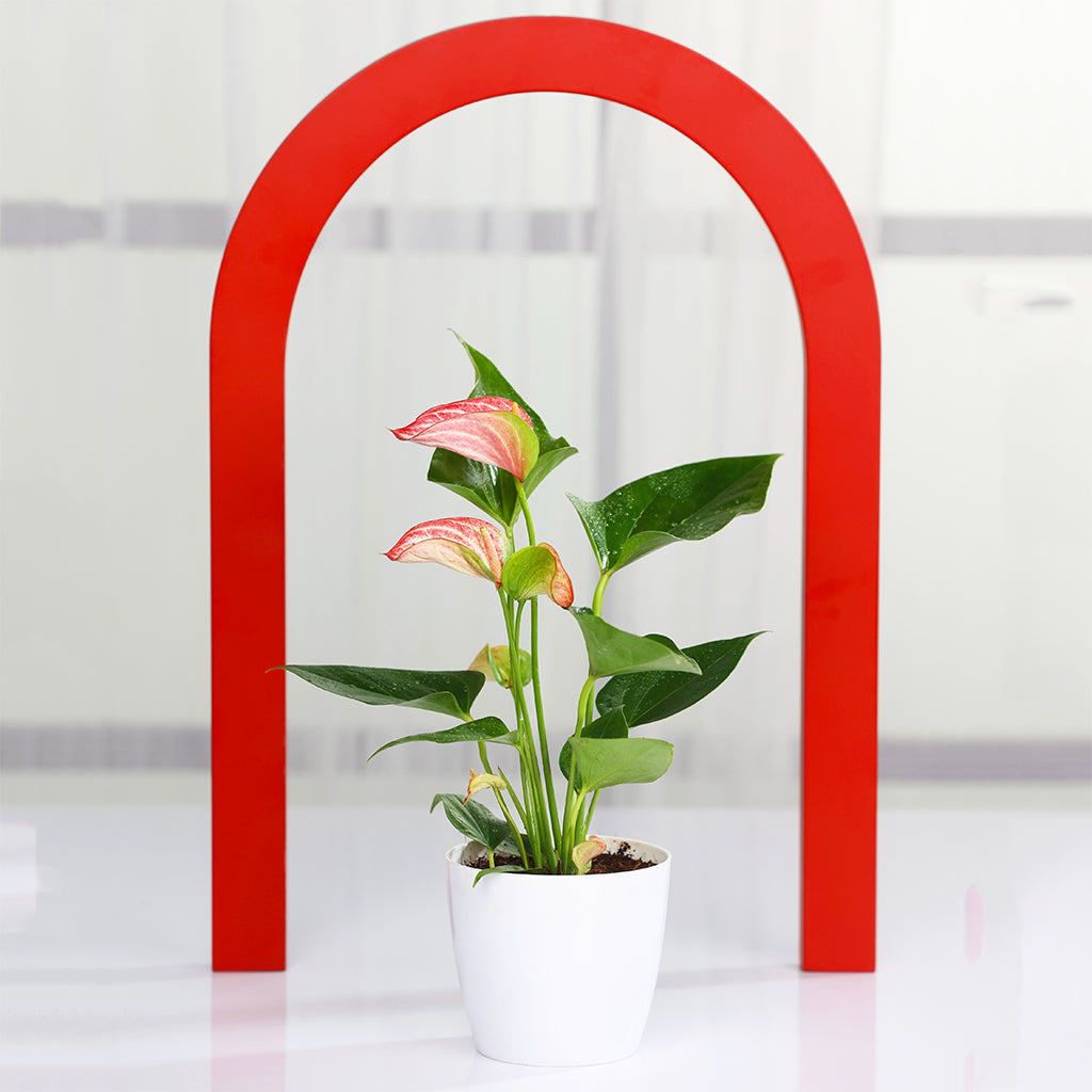 Anthurium flamingo