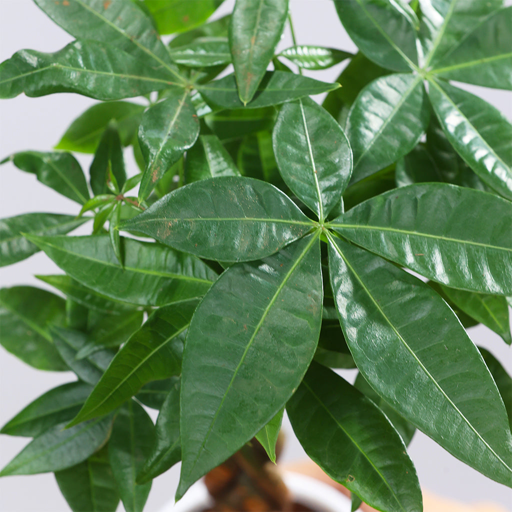 Money Tree Skinny