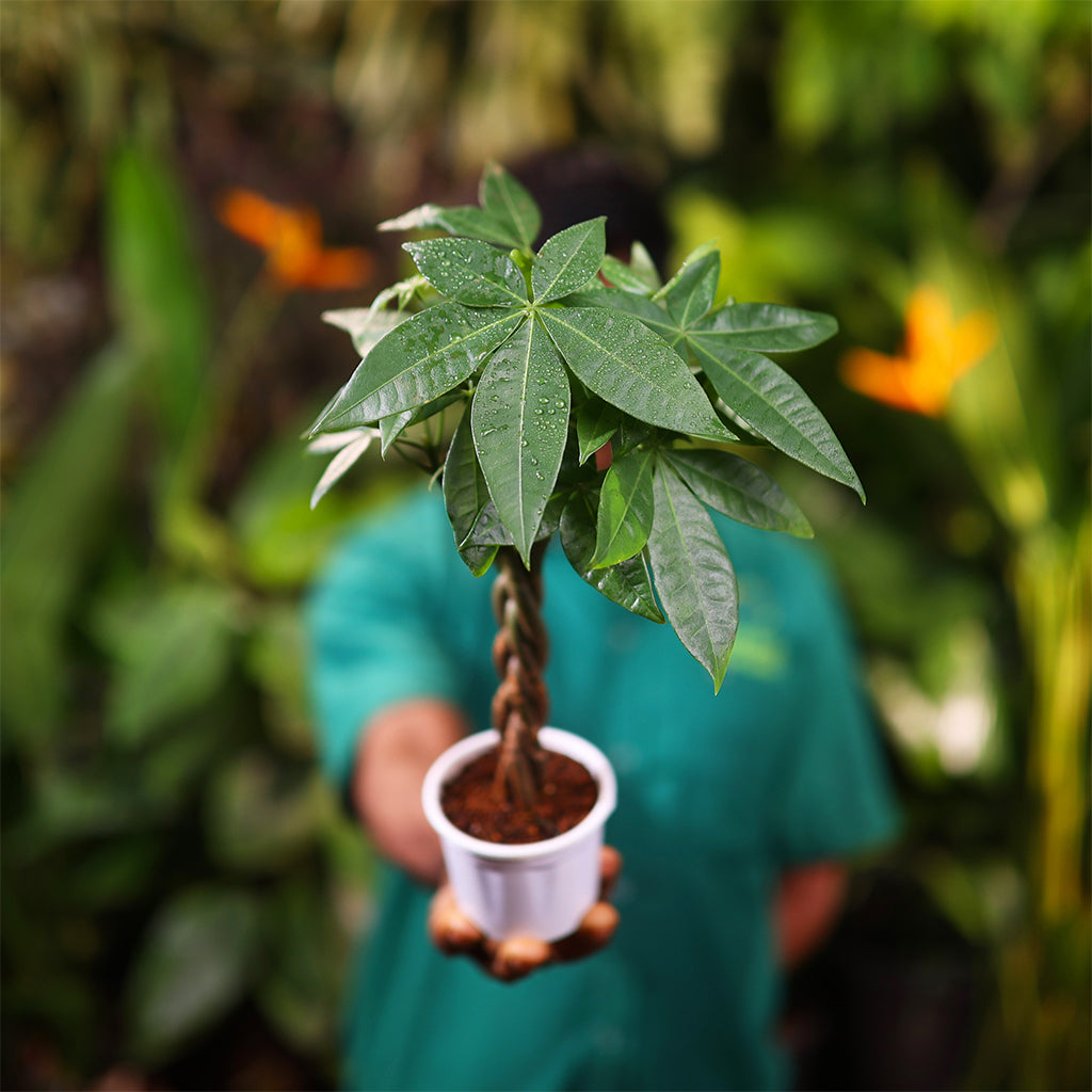 Money Tree Skinny