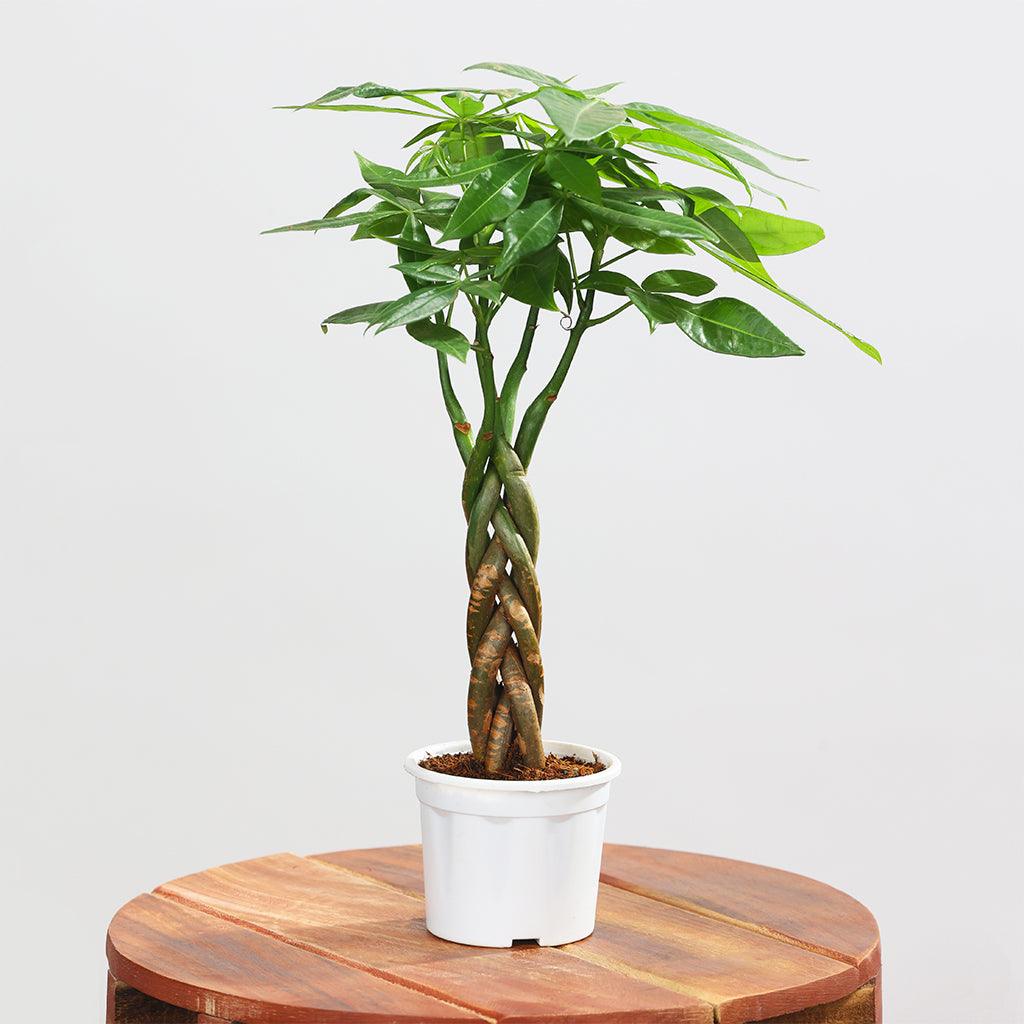 Money Tree Skinny