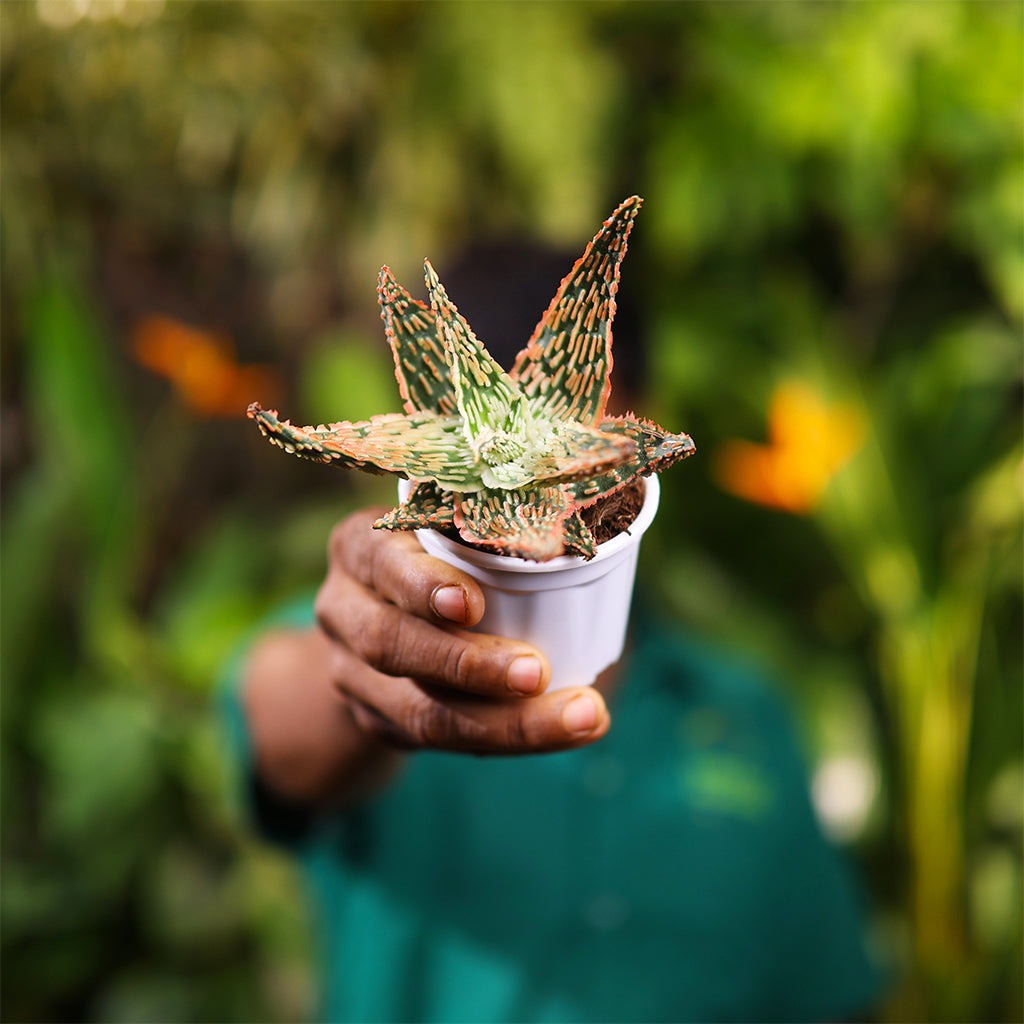 Aloe Hybrid