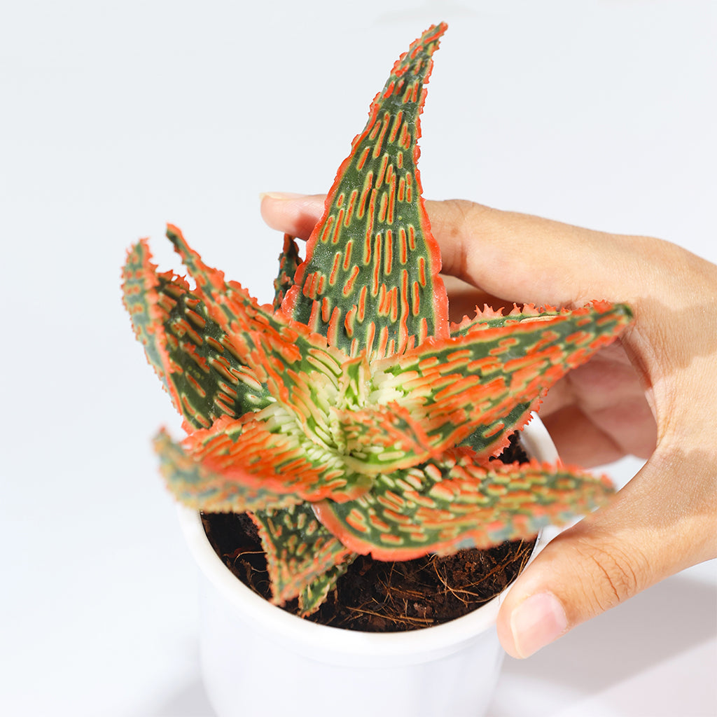 Aloe Hybrid
