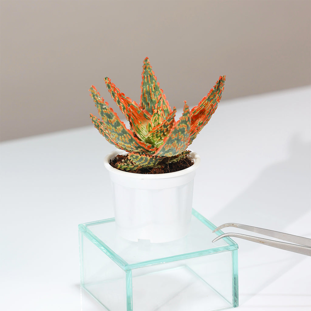Aloe Hybrid