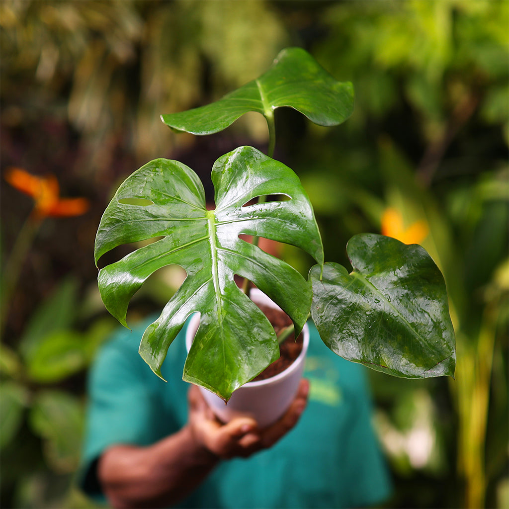 Monstera Deliciosa