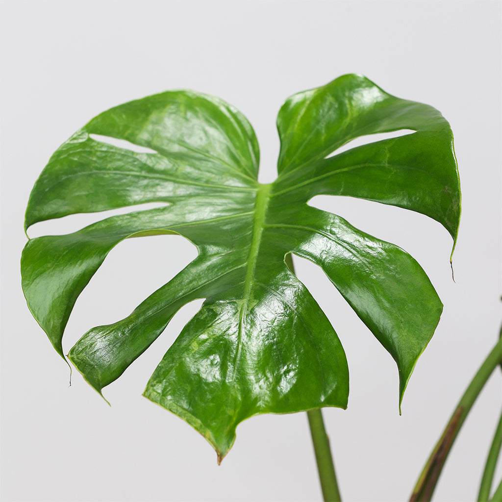 Monstera Deliciosa