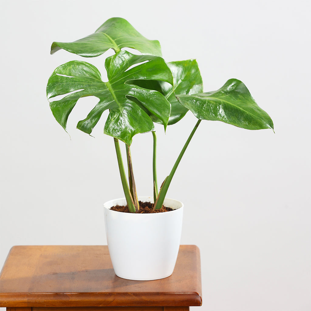 Monstera Deliciosa