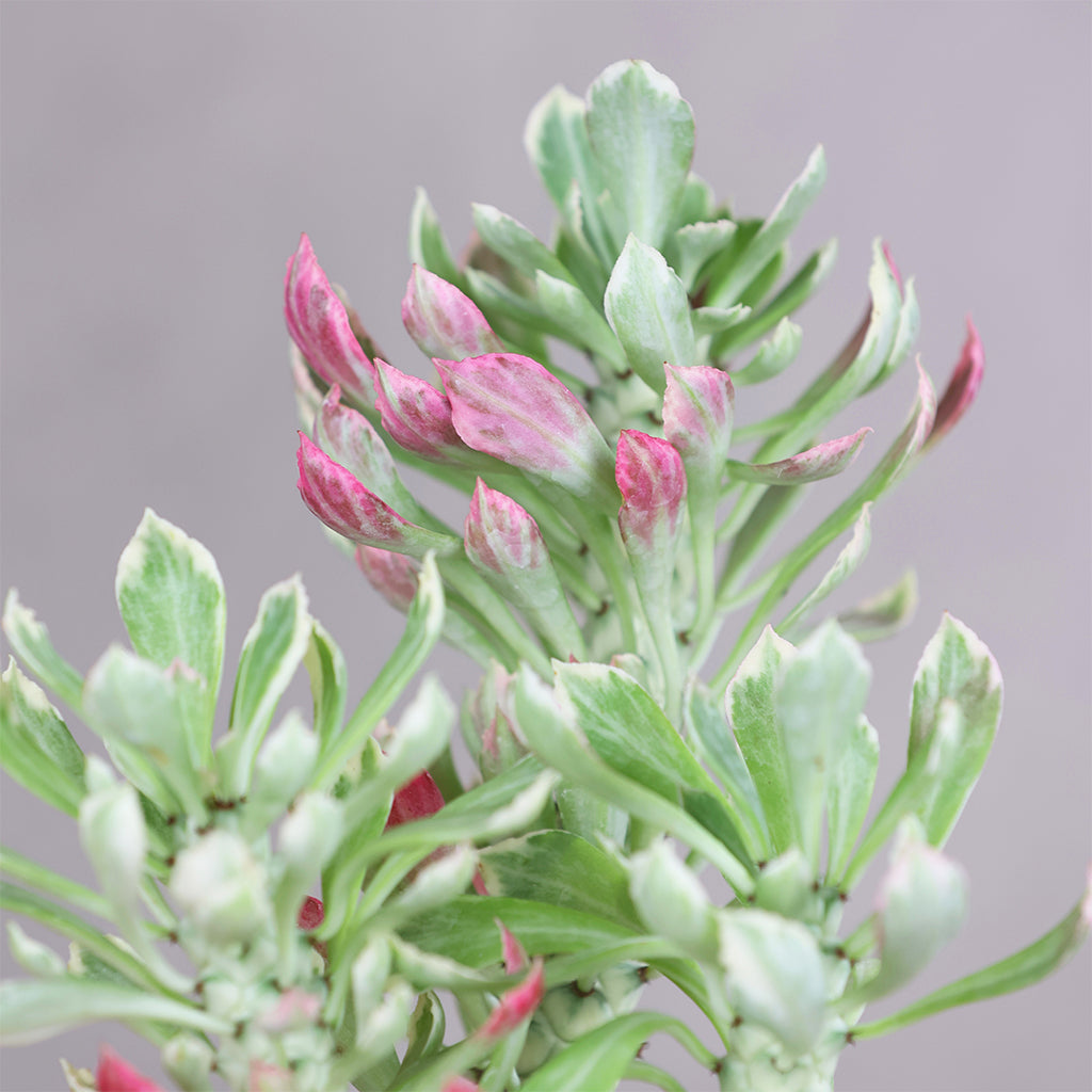 Monadenium