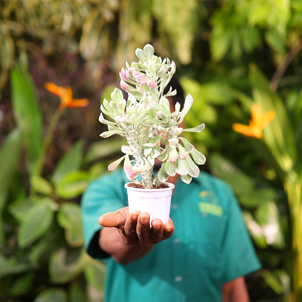 Monadenium