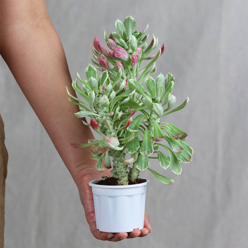 Monadenium