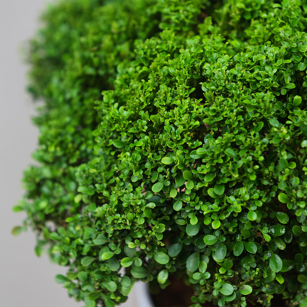 Mini Murraya Bonsai