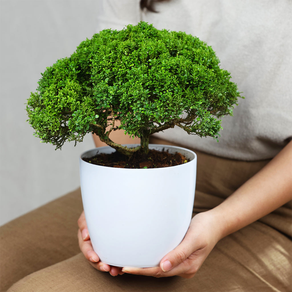 Mini Murraya Bonsai