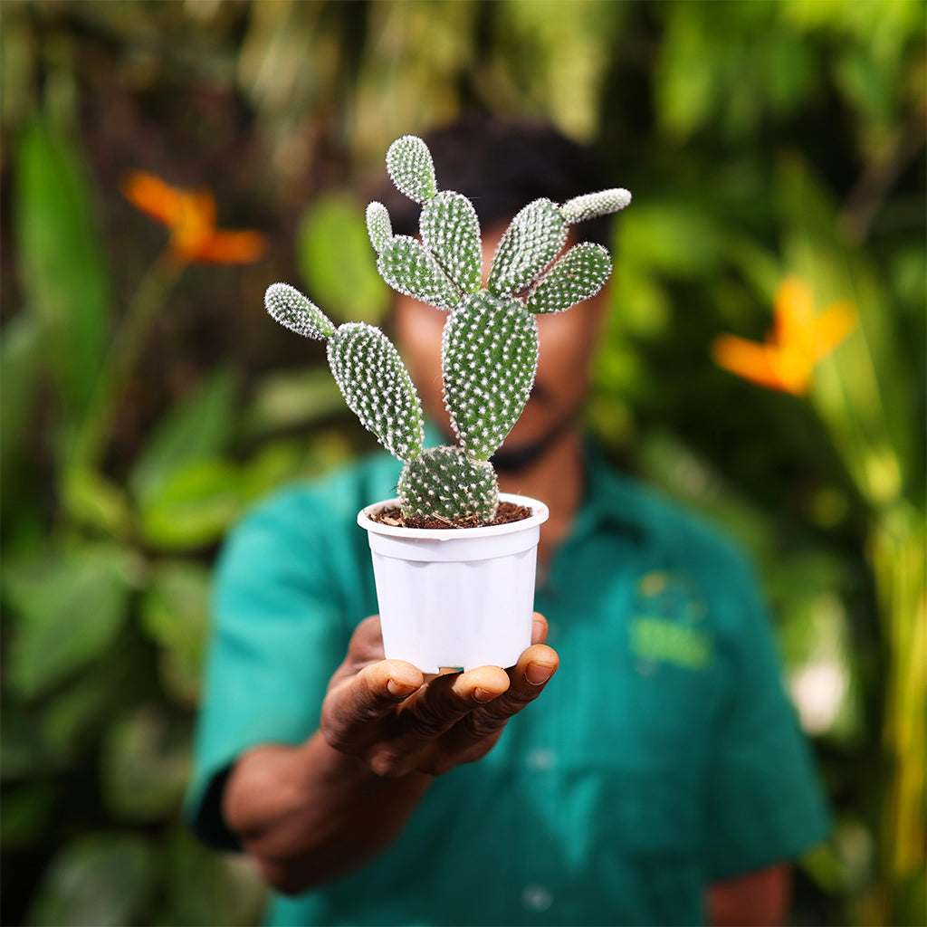 Mickey Mouse Cactus