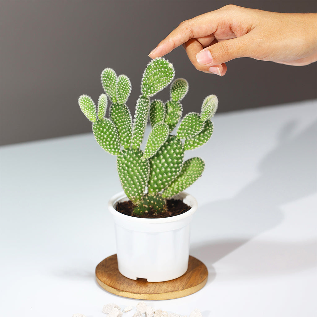 Mickey Mouse Cactus
