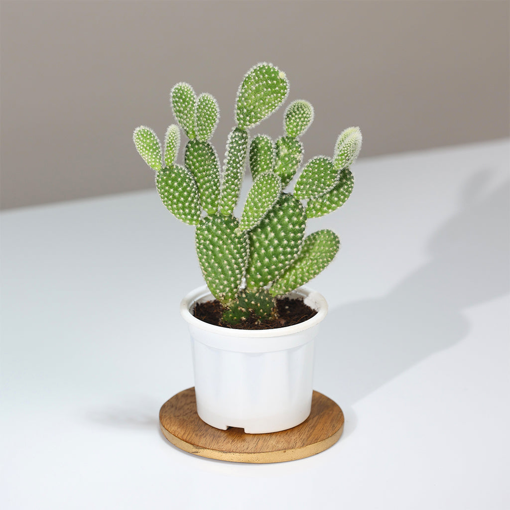 Mickey Mouse Cactus
