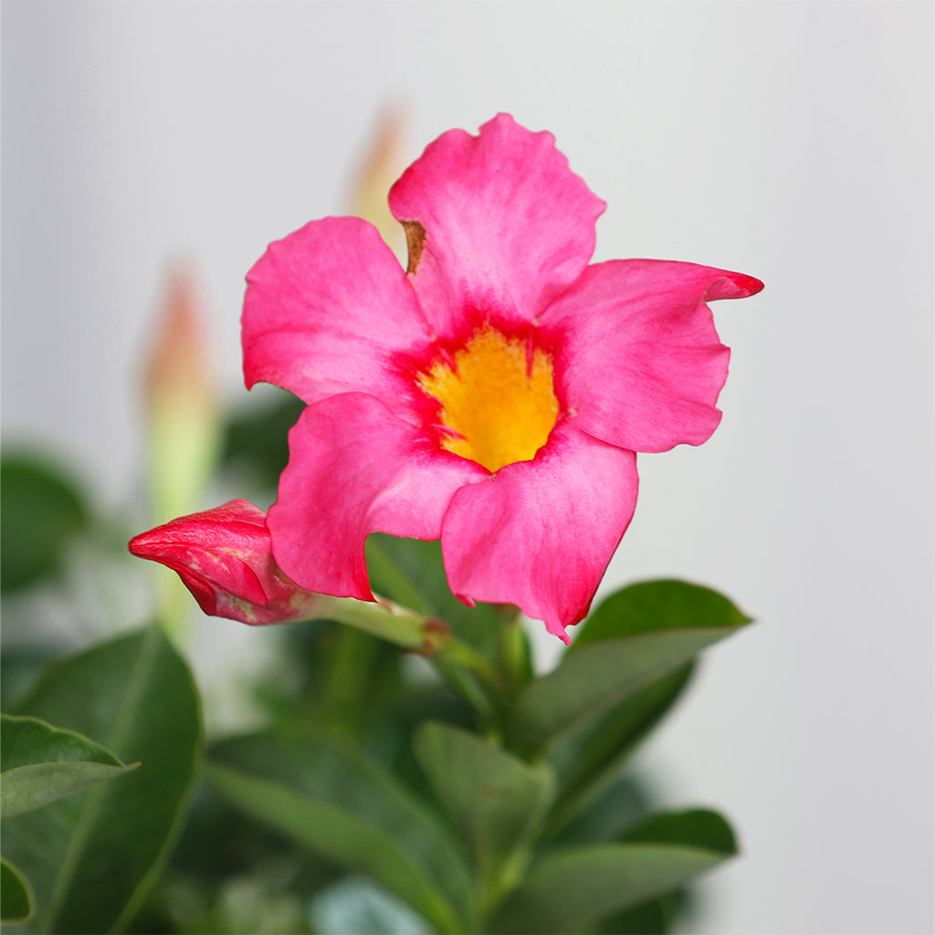 Mandevilla