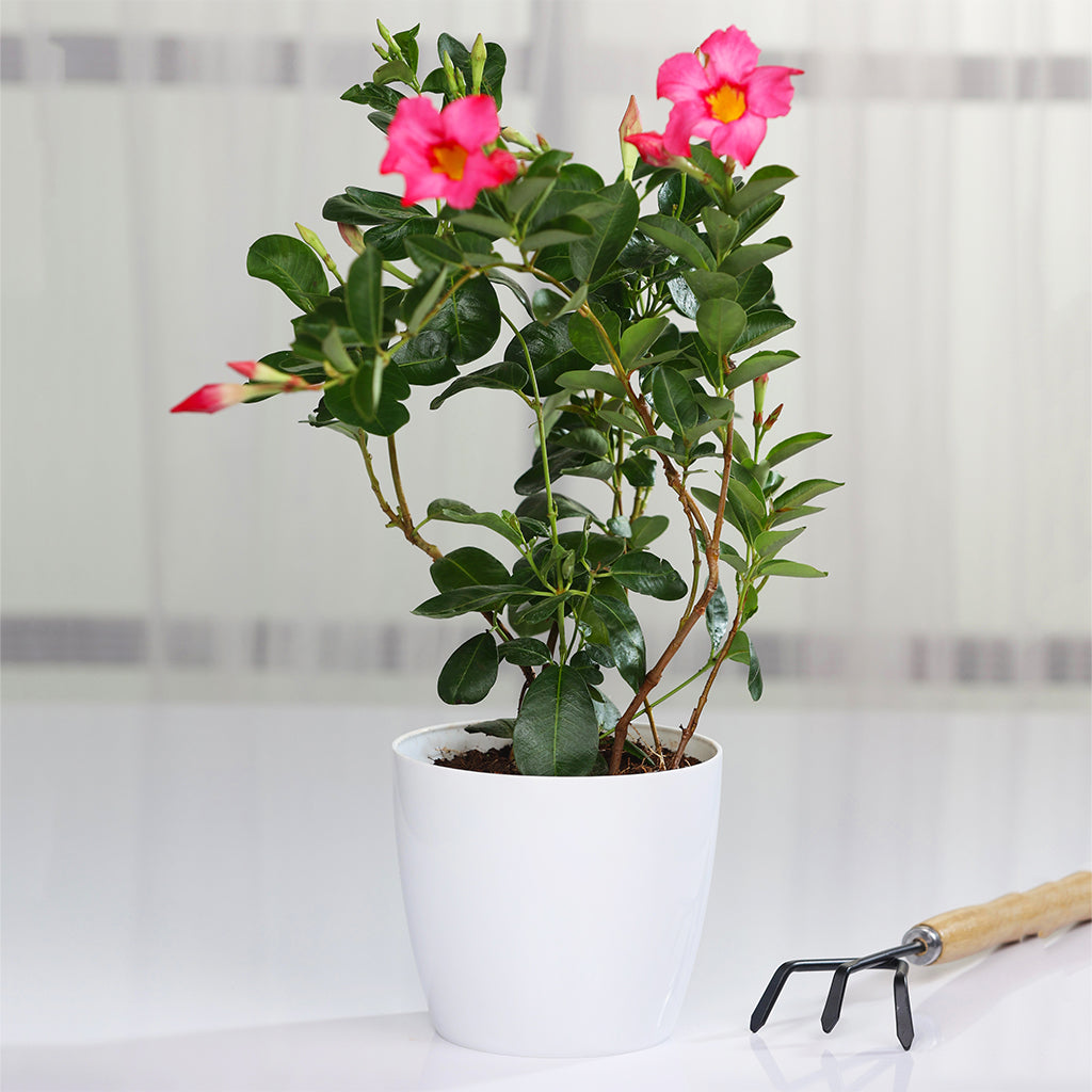 Mandevilla
