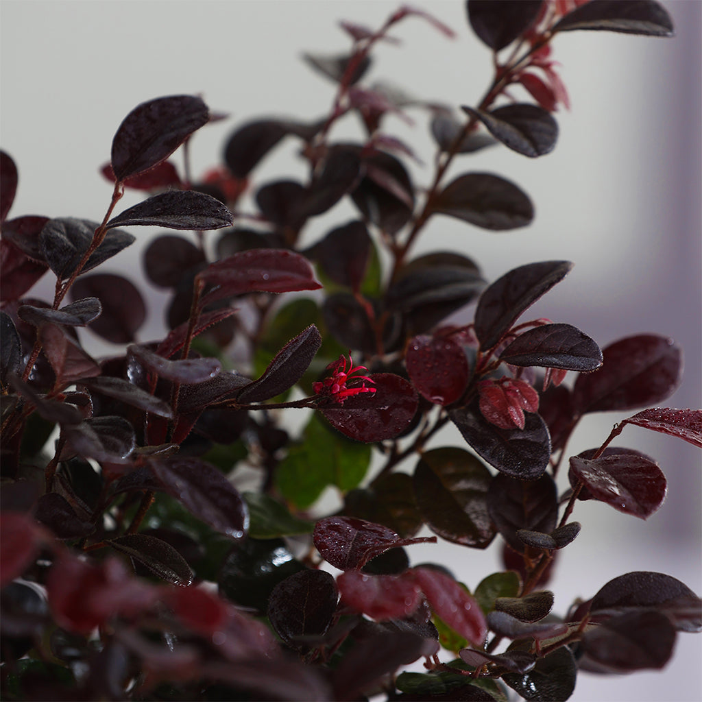 loropetalum
