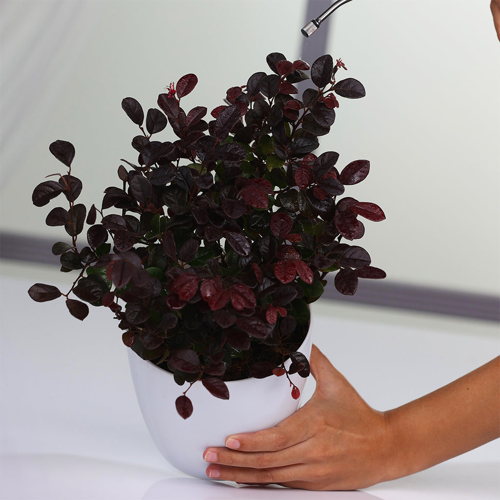 loropetalum